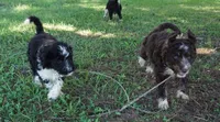 Ginger, a female Aussiedoodle for sale in Rutherfordton, NC – 7 of 8