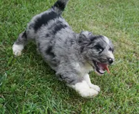 Murphy, a male Aussiedoodle for sale in Rutherfordton, NC – 7 of 10