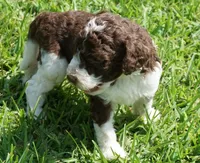 Romeo, a male Poodle - Standard  for sale in Rutherfordton, NC – 10 of 10