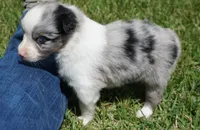 Shell, a female Australian Shepherd for sale in Rutherfordton, NC – 2 of 10