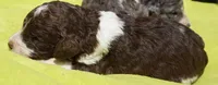 Romeo, a male Poodle - Standard  for sale in Rutherfordton, NC – 6 of 6