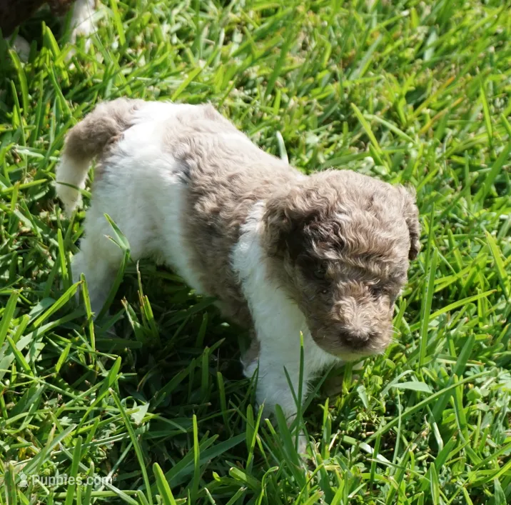 Scoot – Poodle - Standard  puppy for sale in Rutherfordton, NC