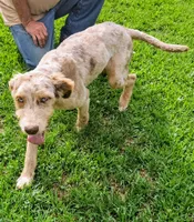 Wade, a male Aussiedoodle for sale in Rutherfordton, NC – 4 of 8