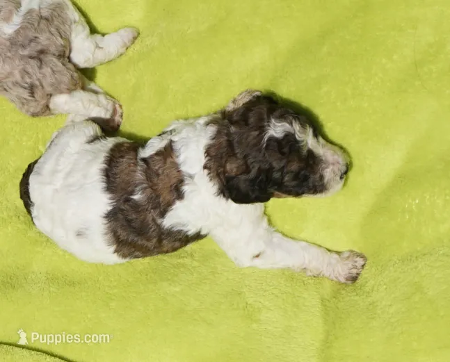 Bear – Poodle - Standard  puppy for sale in Rutherfordton, NC