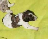 Bear, a male Poodle - Standard  for sale in Rutherfordton, NC – 1 of 4
