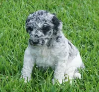 Savvy, a female Poodle - Standard  for sale in Rutherfordton, NC – 4 of 10