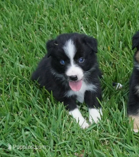 Loki – Australian Shepherd puppy for sale in Rutherfordton, NC