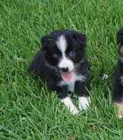 Loki, a male Australian Shepherd for sale in Rutherfordton, NC – 1 of 8