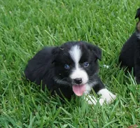 Loki, a male Australian Shepherd for sale in Rutherfordton, NC – 5 of 8