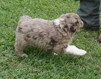 Lani, a female Aussiedoodle for sale in Rutherfordton, NC – 8 of 10