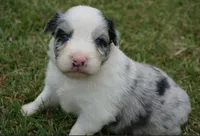 Shell, a female Australian Shepherd for sale in Rutherfordton, NC – 8 of 10