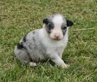 Shell, a female Australian Shepherd for sale in Rutherfordton, NC – 4 of 10