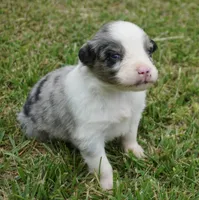 Shell, a female Australian Shepherd for sale in Rutherfordton, NC – 6 of 10