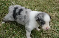 Shell, a female Australian Shepherd for sale in Rutherfordton, NC – 9 of 10