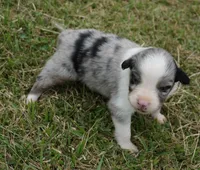 Shell, a female Australian Shepherd for sale in Rutherfordton, NC – 10 of 10