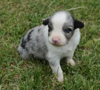 Shell, a female Australian Shepherd for sale in Rutherfordton, NC – 7 of 10