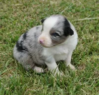 Shell, a female Australian Shepherd for sale in Rutherfordton, NC – 2 of 10
