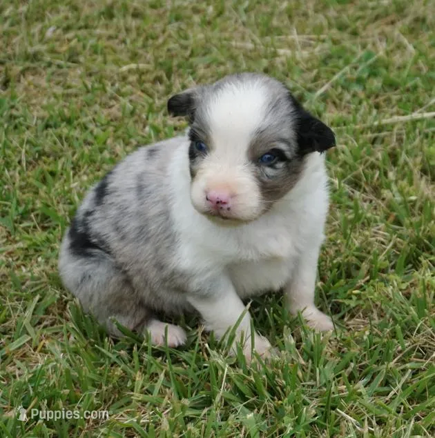 Shell, a female Australian Shepherd for sale in Rutherfordton, NC – 1 of 10