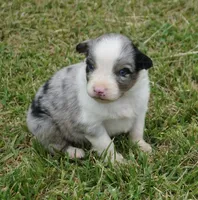 Shell, a female Australian Shepherd for sale in Rutherfordton, NC – 1 of 10