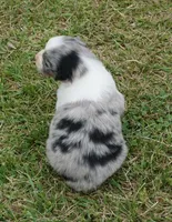 Shell, a female Australian Shepherd for sale in Rutherfordton, NC – 3 of 10