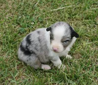 Shell, a female Australian Shepherd for sale in Rutherfordton, NC – 5 of 10