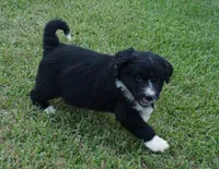 Doby, a male Aussiedoodle for sale in Rutherfordton, NC – 10 of 10