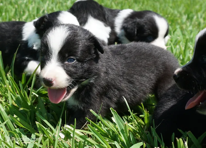 Loki – Australian Shepherd puppy for sale in Rutherfordton, NC