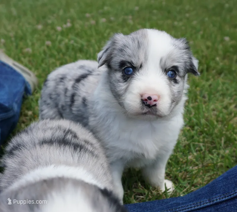 Dotty – Australian Shepherd puppy for sale in Rutherfordton, NC