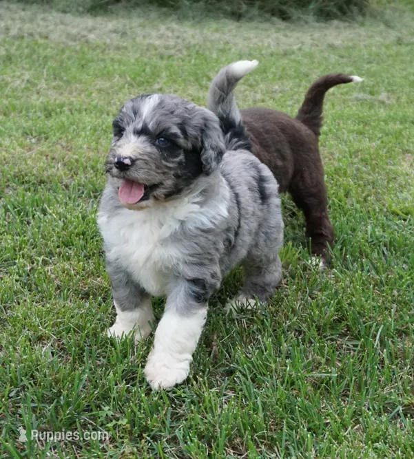 Murphy – Aussiedoodle puppy for sale in Rutherfordton, NC