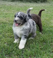 Murphy, a male Aussiedoodle for sale in Rutherfordton, NC – 1 of 10