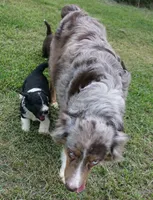 Maple, a female Aussiedoodle for sale in Rutherfordton, NC – 4 of 10