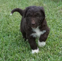 Lizzy, a female Aussiedoodle for sale in Rutherfordton, NC – 4 of 10