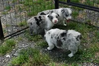 Shell, a female Australian Shepherd for sale in Rutherfordton, NC – 9 of 10
