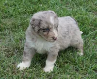 Aubry, a female Aussiedoodle for sale in Rutherfordton, NC – 4 of 10