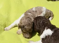 Scoot, a male Poodle - Standard  for sale in Rutherfordton, NC – 7 of 8
