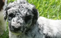 Savvy, a female Poodle - Standard  for sale in Rutherfordton, NC – 10 of 10