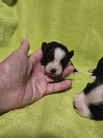 Sarg, a male Australian Shepherd for sale in Rutherfordton, NC – 5 of 6