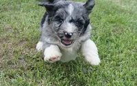Murphy, a male Aussiedoodle for sale in Rutherfordton, NC – 5 of 10