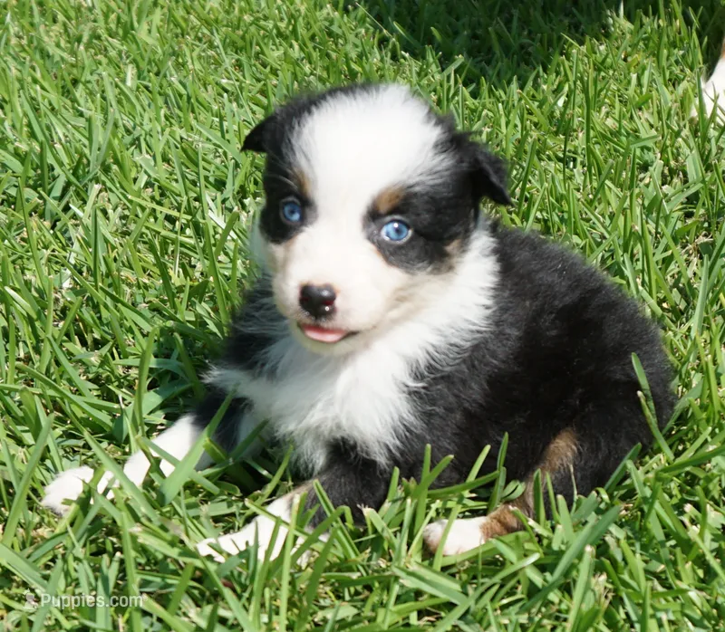 Onyx – Australian Shepherd puppy for sale in Rutherfordton, NC