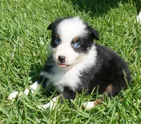 Onyx, a female Australian Shepherd for sale in Rutherfordton, NC – 1 of 6