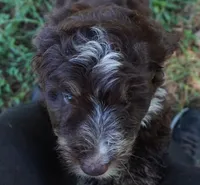 Ginger, a female Aussiedoodle for sale in Rutherfordton, NC – 8 of 8