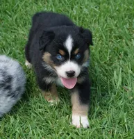 Micky, a male Australian Shepherd for sale in Rutherfordton, NC – 6 of 10