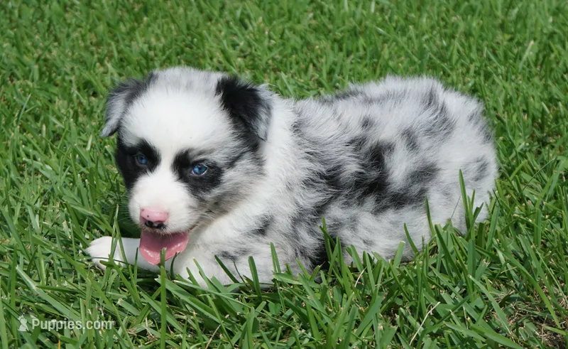 Fabio – Australian Shepherd puppy for sale in Rutherfordton, NC