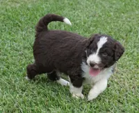 Duke, a male Aussiedoodle for sale in Rutherfordton, NC – 8 of 10