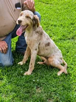 Wade, a male Aussiedoodle for sale in Rutherfordton, NC – 7 of 8