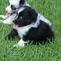 Pyro, a male Australian Shepherd for sale in Rutherfordton, NC – 10 of 10