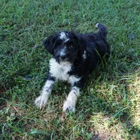 Laurel, a female Aussiedoodle for sale in Rutherfordton, NC – 4 of 10