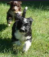 Laurel, a female Aussiedoodle for sale in Rutherfordton, NC – 2 of 10