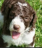 Romeo, a male Poodle - Standard  for sale in Rutherfordton, NC – 9 of 10