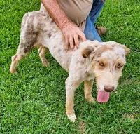 Wade, a male Aussiedoodle for sale in Rutherfordton, NC – 5 of 8
